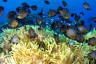 Fish on a coral reef