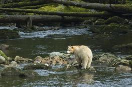 Spirit Bear in Great Bear Rainforest