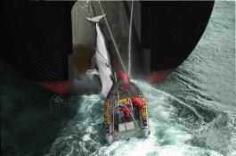 Whaling Expedition (Southern Ocean - 1999)