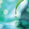 Water dripping from leaf