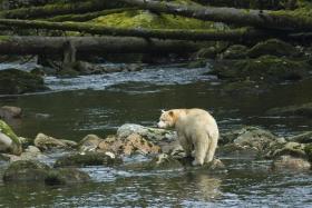Spirit Bear in Great Bear Rainforest