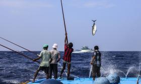 Line and pole fishing in the Maldives
