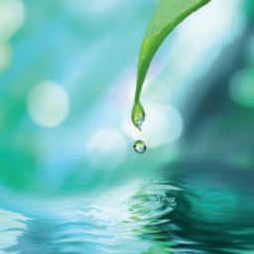Water dripping from leaf