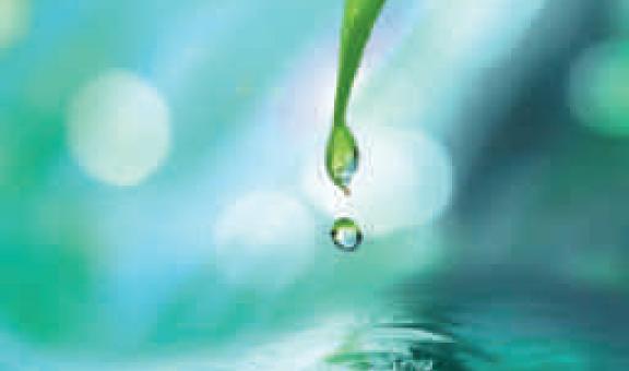 Water dripping from leaf